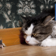 Image: Shutterstock